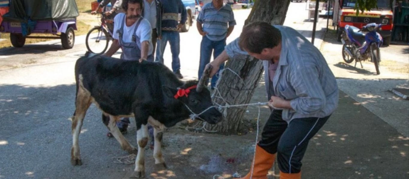 Μουσουλμάνος πήγε να σκοτώσει ζώο και το ζωντανό τον εκδικήθηκε!